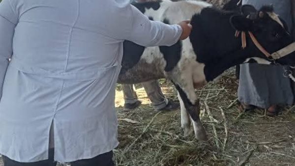 الحمى القلاعية بسوهاج