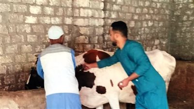 استمرار الحملة القومية للتحصين ضد مرض الحمى القلاعية بأسوان