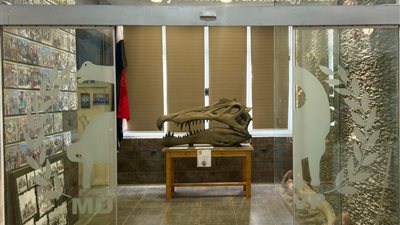 جامعة المنصورة: اكتشاف نوع جديد من التماسيح القديمة يعود لـ 80 مليون عام في الصحراء الغربية