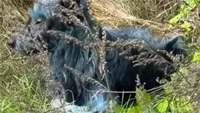 ظاهرة غريبة قرب مفاعل تشيرنوبل.. تحول فراء بعض الكلاب إلى اللون الأزرق