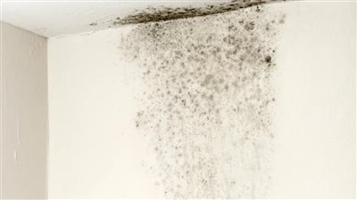 بعد وفاة صغير بريطاني بسبب العفن.. 7 علامات تحذيرية تكشف أن منزلك قد يهدد صحتك