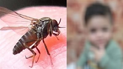 بعد وفاة طفل أردني بلدغة.. ما هي حشرة ذبابة الرمل السوداء؟