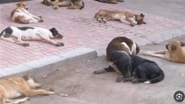 كلاب ـ تعبيرية 