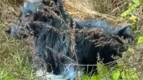  تحول فراء بعض الكلاب