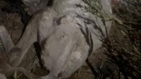 حمار مذبوح - أرشيفية