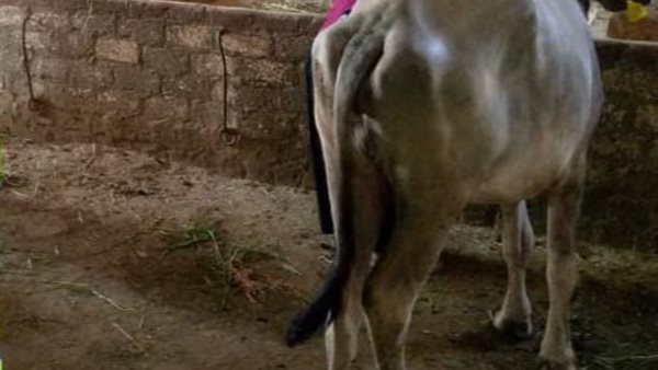 جانب من التوزيع 