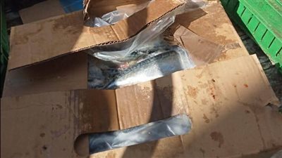 تموين أسيوط: ضبط سلع غذائية منتهية الصلاحية ودقيق مدعم قبل البيع بالسوق السوداء