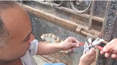 تشميع ثلاجة غير مرخصة بعد ضبط لحوم فاسدة بداخلها في شبرا الخيمة