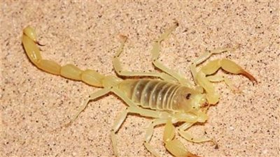 إصابة صغيرين بلدغات العقارب في الوادي الجديد