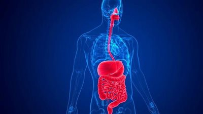 دراسة: حركات الأمعاء قد تكشف سر عمل الأوعية الدموية في الدماغ
