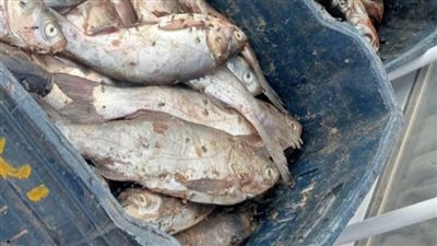 ضبط أسماك غير صالحة للاستهلاك الآدمي في الوادي الجديد| صور