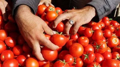 نقيب الفلاحين: كيلو الطماطم هيوصل لـ15 جنيها.. والزيادة مستمرة لعيد الفطر