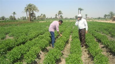 مستثمر يخصص 50 ألف فدان بالوادي الجديد لتصنيع النباتات الطبية والعطرية