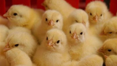 تعرف على أسعار الكتاكيت اليوم السبت 7 نوفمبر 2020