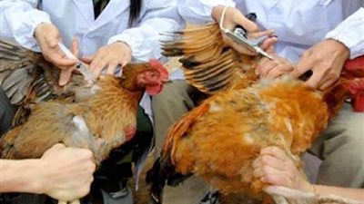 إعدام طيور في مزرعة للدواجن بألمانيا بعد اكتشاف بؤرة لـ”الإنفلونزا”