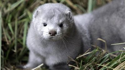 بعد إعدام 17 مليونًا منه.. تعرف على حيوان “المنك”؟