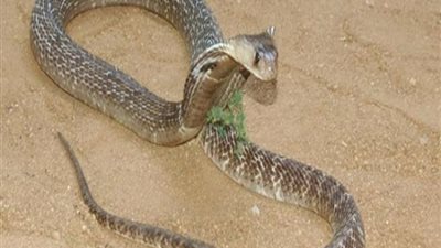 تعرّف على تفسير رؤية الثعبان في المنام