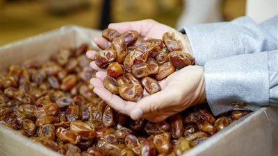 عضو اتحاد الصناعات: مصر تنتج 15 مليون نخلة وتمتلك 5% من تجارة التمور عالميًا