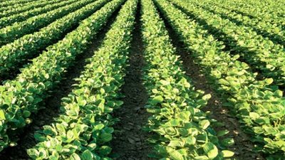 الشركة الوطنية لبذور الخضر تستغيث برئيس الوزراء ضد قطاع الإنتاج في وزارة الزراعة (مستندات)