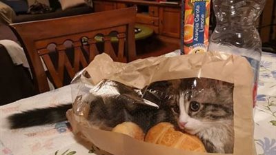 معرض مضحك للقطط.. تصوير مواقف طريفة في أوضاع مشاغبة (صور)