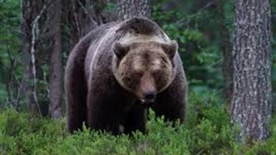 اليابان تطور بخاخًا جديدًا لصد الدببة بعد تزايد الهجمات