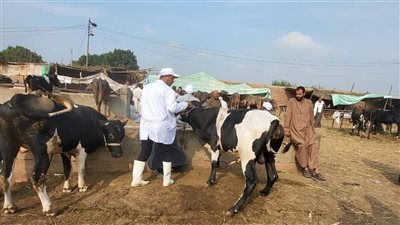 محافظ القليوبية يتابع فعاليات الحملة القومية لتحصين الماشية بالتنسيق مع مديرية الطب البيطري