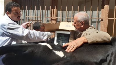 محافظ أسيوط: علاج نحو 3 آلاف رأس ماشية و6 آلاف من الدواجن بالقوافل البيطرية أكتوبر الماضي