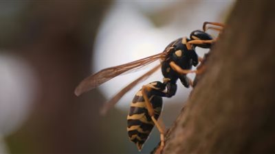 لسعتهم مائة مرة.. دبابير تقتل أبًا وابنه خلال عطلة في آسيا