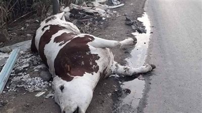بعد انتشار مرض بين المواشي.. نقابة الفلاحين تحذر المواطنين: لا تشتروا اللحوم إلا من مصادر موثوقة