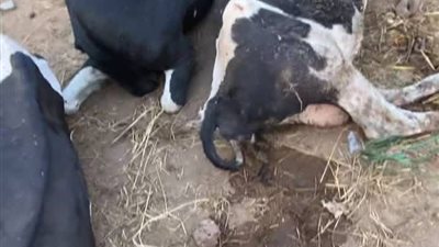 انتشار مرض جديد في المواشي| المربون: أعداد الإصابة صعبة وحفرنا مقابر جماعية.. والزراعة: الفلاحون السبب