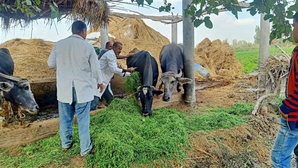 مواشٍ - أرشيفية 