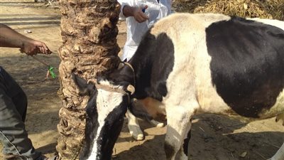 تحصين 40 ألف رأس ماشية ضد الحمى القلاعية والوادي المتصدع بالمنوفية