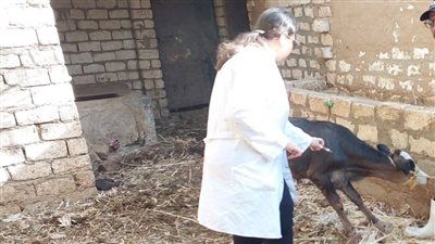 تحصين أكثر من 35 ألف رأس ماشية ضد الحمى القلاعية بالوادي الجديد