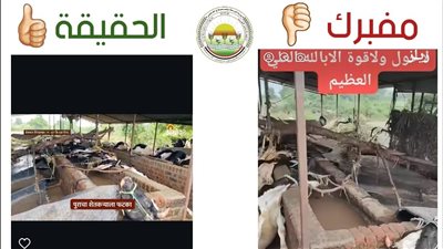 الزراعة عن فيديو حالات نفوق الماشية: مزيف ومنسوب لدولة أخرى والوضع الوبائي للثروة الحيوانية آمن