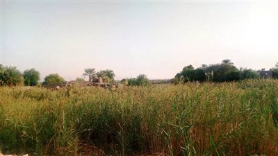 محافظ أسوان: تخصيص أرض المشتل لإنشاء محطة رفع صرف صحي جديدة