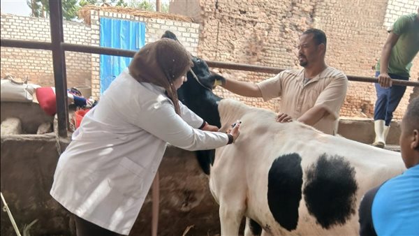 تحصين رأس ماشية 