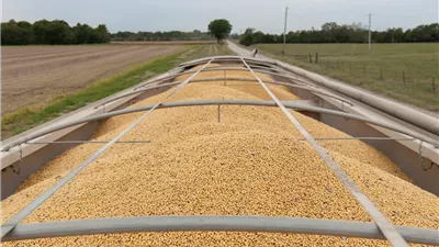 الزراعة: مصر تشهد انخفاضًا في واردات القمح لأول مرة بفضل إنتاج قياسي محلي