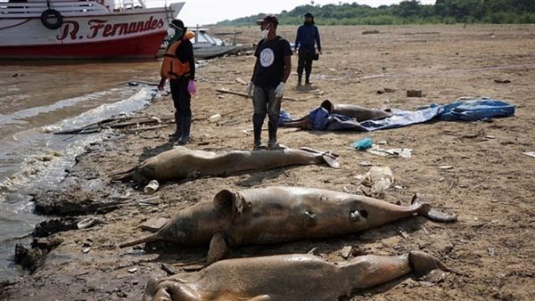 بحيرات الأمازون 