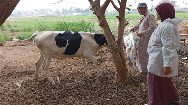 الحمى القلاعية