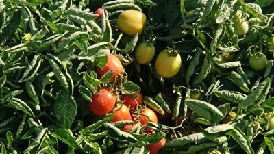 الطماطم خربت بيتنا.. مزارعون يستغيثون بوزارة الزراعة: بنخسر 100 ألف جينه في الفدان وعايزين حل