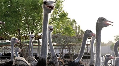 يختلف من مكان لآخر.. تعرف على سعر كيلو لحم النعام اليوم