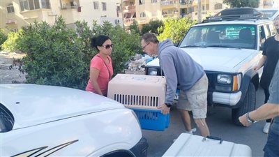 حملة لإجراء عمليات تعقيم لمواجهة ظاهرة انتشار الكلاب الضالة بالبحر الأحمر