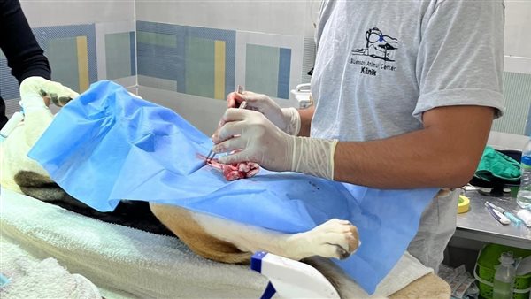 عمليات تعقيم للكلاب