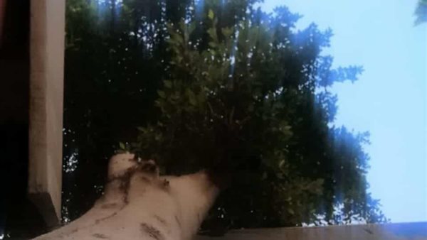 تحميل الشجرة على