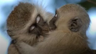 بين القردة.. دراسة حديثة: القُبلة الأولى قد تعود إلى أكثر من 21 مليون عام