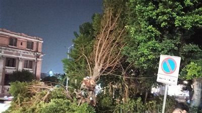 محافظة الإسكندرية تزيل خطورة شجرة أمام كوبري الجامعة