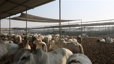 الزراعة تعلن تحصين 3.4 مليون رأس ماشية ضد الحمى القلاعية 