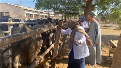 محافظ أسيوط: تحصين أكثر من 94 ألف رأس ماشية عبر 1288 فرقة بيطرية خلال 4 أسابيع من الحملة القومية الثالثة