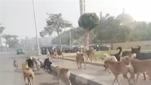  الكلاب الضالة