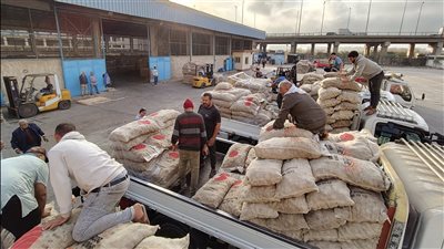 استعدادًا للموسم الجديد.. الزراعة تبدأ تسليم تقاوي البطاطس للمزارعين بأولوية حجز